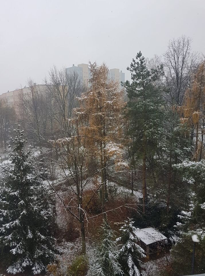 W nocy z soboty na niedzielę w Polsce spadł pierwszy śnieg. Opady wystąpiły na południu i wschodzie kraju. W nocy spadło kilka centymetrów białego puchu.