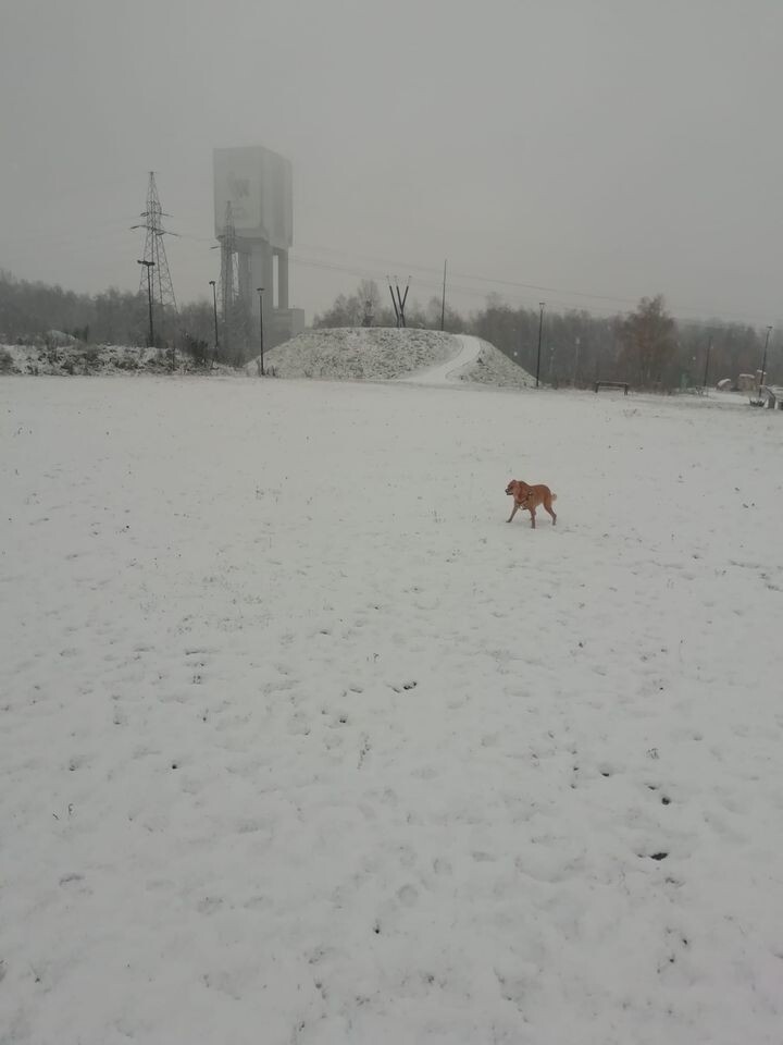 W nocy z soboty na niedzielę w Polsce spadł pierwszy śnieg. Opady wystąpiły na południu i wschodzie kraju. W nocy spadło kilka centymetrów białego puchu.