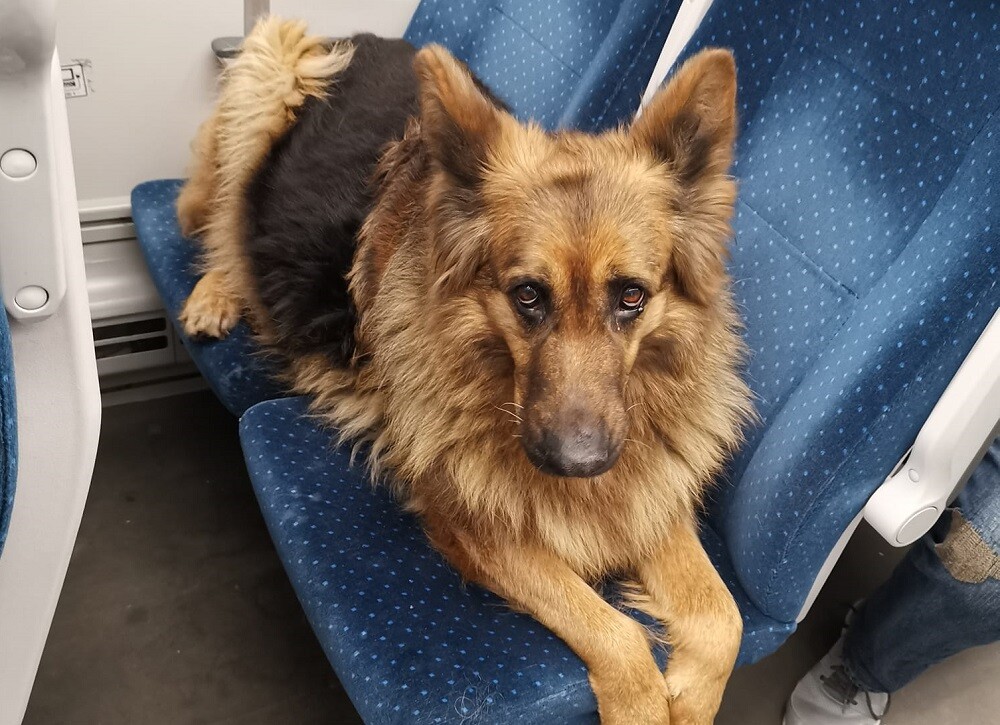 W sylwestra w pociągu relacji Gliwice-Częstochowa znaleziono psa rasy owczarek niemiecki. Zauważył go jeden z pasażerów, który postanowił się nim tymczasowo zająć. Według relacji świadków pies wszedł do pociągu na peronie w Rudzie Śląskiej. Nie wiadomo, czy pies do pociągu wsiadł sam - być może próbując uciec przed petardami - czy został porzucony.