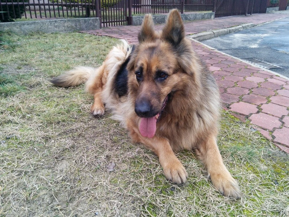 W sylwestra w pociągu relacji Gliwice-Częstochowa znaleziono psa rasy owczarek niemiecki. Zauważył go jeden z pasażerów, który postanowił się nim tymczasowo zająć. Według relacji świadków pies wszedł do pociągu na peronie w Rudzie Śląskiej. Nie wiadomo, czy pies do pociągu wsiadł sam - być może próbując uciec przed petardami - czy został porzucony.