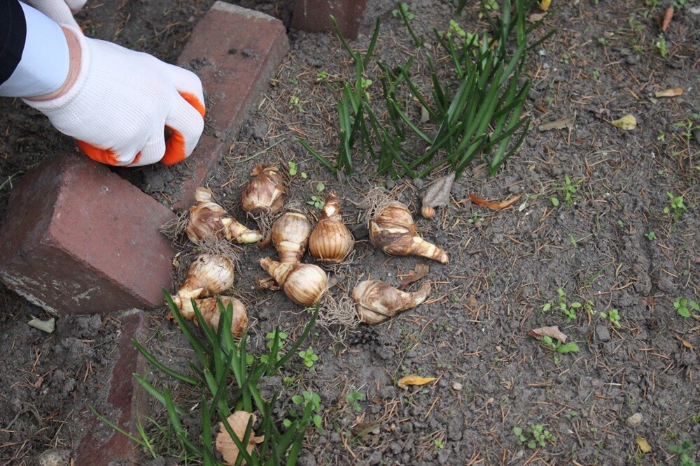 27 rudzkich placówek oświatowych wraz z Hospicjum Domowym im. św. Jana Pawła II w Rudzie Śląskiej włączyło się w ogólnoświatową akcję "Pola Nadziei". Uczniowie zasadzili żonkile, które na wiosnę zostaną rozdane mieszkańcom za symboliczny datek, przeznaczony na działalność Hospicjum Domowego im. św. Jana Pawła II w Rudzie Śląskiej. 

fot. UM Ruda Śląska