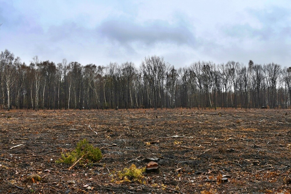 Przy ul. Skośnej w Halembie wyrośnie nowy młody las! Uczestnicy akcji zorganizowanej przez Nadleśnictwo Katowice zasadzili dzisiaj kilkadziesiąt sosen. Nie przeszkodziła im w tym  kapryśna deszczowa pogoda.

fot. Jacek Knapik
