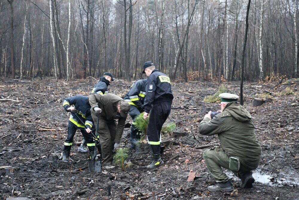 Przy ul. Skośnej w Halembie wyrośnie nowy młody las! Uczestnicy akcji zorganizowanej przez Nadleśnictwo Katowice zasadzili dzisiaj kilkadziesiąt sosen. Nie przeszkodziła im w tym  kapryśna deszczowa pogoda.

fot. Jacek Knapik