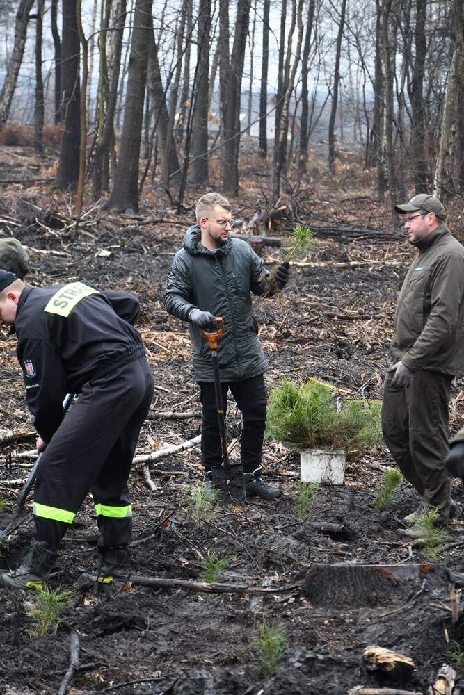 Przy ul. Skośnej w Halembie wyrośnie nowy młody las! Uczestnicy akcji zorganizowanej przez Nadleśnictwo Katowice zasadzili dzisiaj kilkadziesiąt sosen. Nie przeszkodziła im w tym  kapryśna deszczowa pogoda.

fot. Jacek Knapik