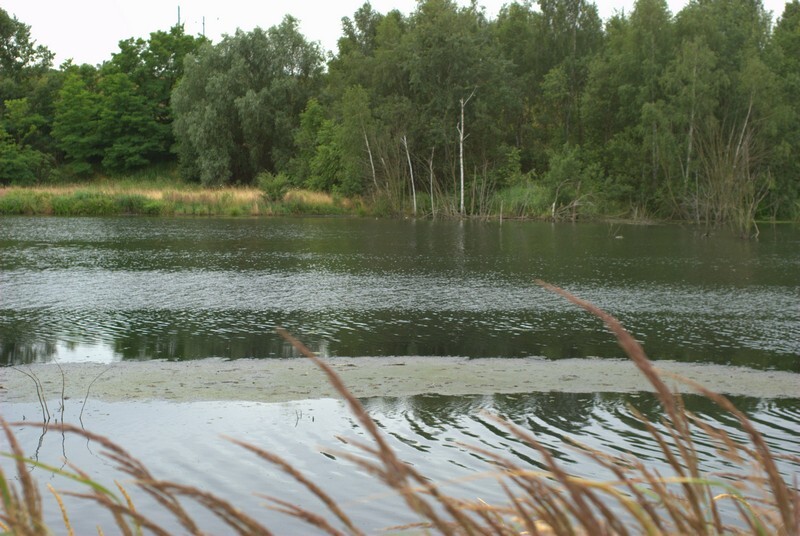 Potok Bielszowicki to jedno z bardziej malowniczych miejsc w Rudzie Śląskiej. Niestety, do arkadyjskiej krainy z kart powieści mu daleko. Dlaczego? Uciążliwy zapach unoszący się nad rozlewiskiem Kochłówki, nielegalne podłączenia wprowadzające ścieki sanitarne do kanalizacji deszczowej a później do potoku czy zagrożenie powodziowe – to problemy z którymi od dawna borykają się mieszkańcy osiedla Niebieskich Dachów w Bykowinie.