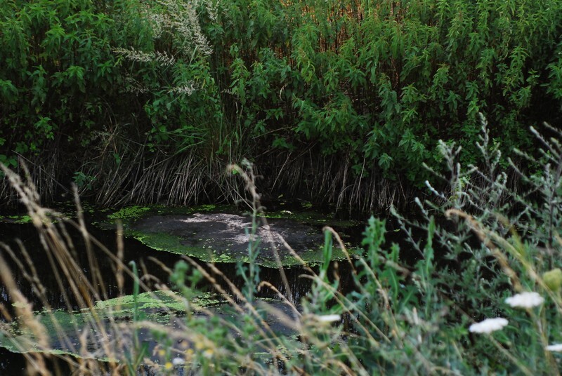 Potok Bielszowicki to jedno z bardziej malowniczych miejsc w Rudzie Śląskiej. Niestety, do arkadyjskiej krainy z kart powieści mu daleko. Dlaczego? Uciążliwy zapach unoszący się nad rozlewiskiem Kochłówki, nielegalne podłączenia wprowadzające ścieki sanitarne do kanalizacji deszczowej a później do potoku czy zagrożenie powodziowe – to problemy z którymi od dawna borykają się mieszkańcy osiedla Niebieskich Dachów w Bykowinie.