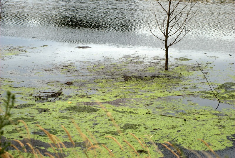 Potok Bielszowicki to jedno z bardziej malowniczych miejsc w Rudzie Śląskiej. Niestety, do arkadyjskiej krainy z kart powieści mu daleko. Dlaczego? Uciążliwy zapach unoszący się nad rozlewiskiem Kochłówki, nielegalne podłączenia wprowadzające ścieki sanitarne do kanalizacji deszczowej a później do potoku czy zagrożenie powodziowe – to problemy z którymi od dawna borykają się mieszkańcy osiedla Niebieskich Dachów w Bykowinie.