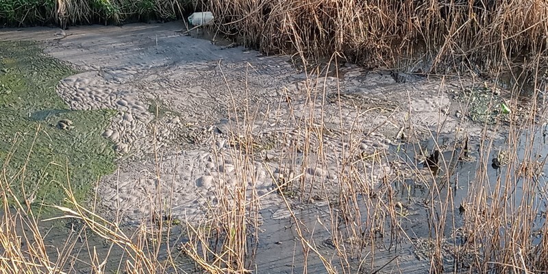 Potok Bielszowicki to jedno z bardziej malowniczych miejsc w Rudzie Śląskiej. Niestety, do arkadyjskiej krainy z kart powieści mu daleko. Dlaczego? Uciążliwy zapach unoszący się nad rozlewiskiem Kochłówki, nielegalne podłączenia wprowadzające ścieki sanitarne do kanalizacji deszczowej a później do potoku czy zagrożenie powodziowe – to problemy z którymi od dawna borykają się mieszkańcy osiedla Niebieskich Dachów w Bykowinie. (fot. Łukasz Michalski)