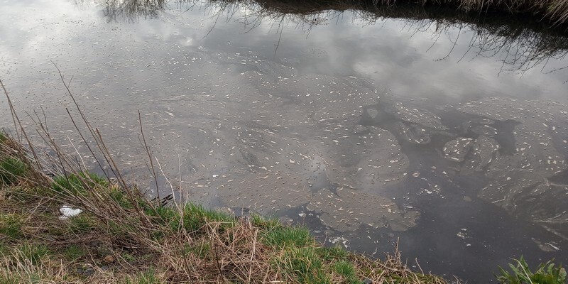 Potok Bielszowicki to jedno z bardziej malowniczych miejsc w Rudzie Śląskiej. Niestety, do arkadyjskiej krainy z kart powieści mu daleko. Dlaczego? Uciążliwy zapach unoszący się nad rozlewiskiem Kochłówki, nielegalne podłączenia wprowadzające ścieki sanitarne do kanalizacji deszczowej a później do potoku czy zagrożenie powodziowe – to problemy z którymi od dawna borykają się mieszkańcy osiedla Niebieskich Dachów w Bykowinie. (fot. Łukasz Michalski)