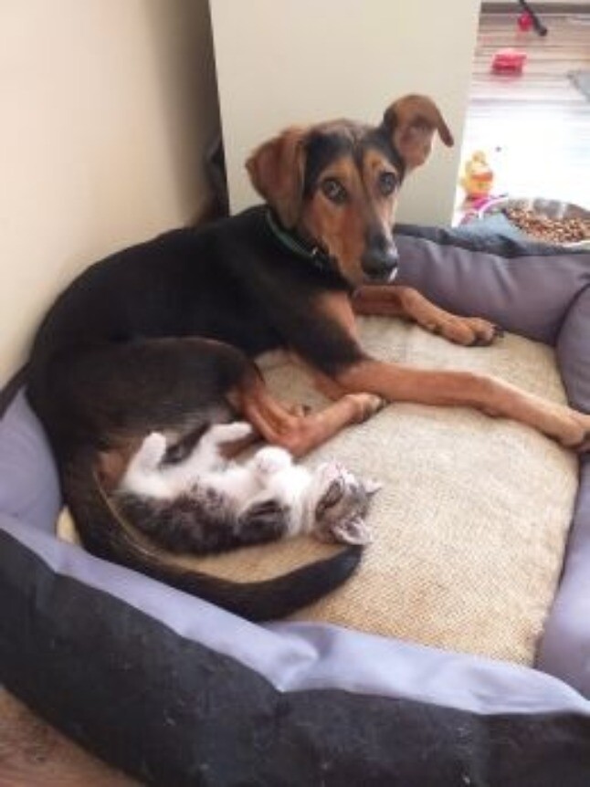 Rodzina z Halemby prosi o pomoc, po tym jak straciła cały dobytek życia w pożarze. Zorganizowano internetową zbiórkę pieniędzy na remont mieszkania. "Prosimy, pomóżcie nam odzyskać nasz dom i normalne życie" - apeluje Mateusz Dula.