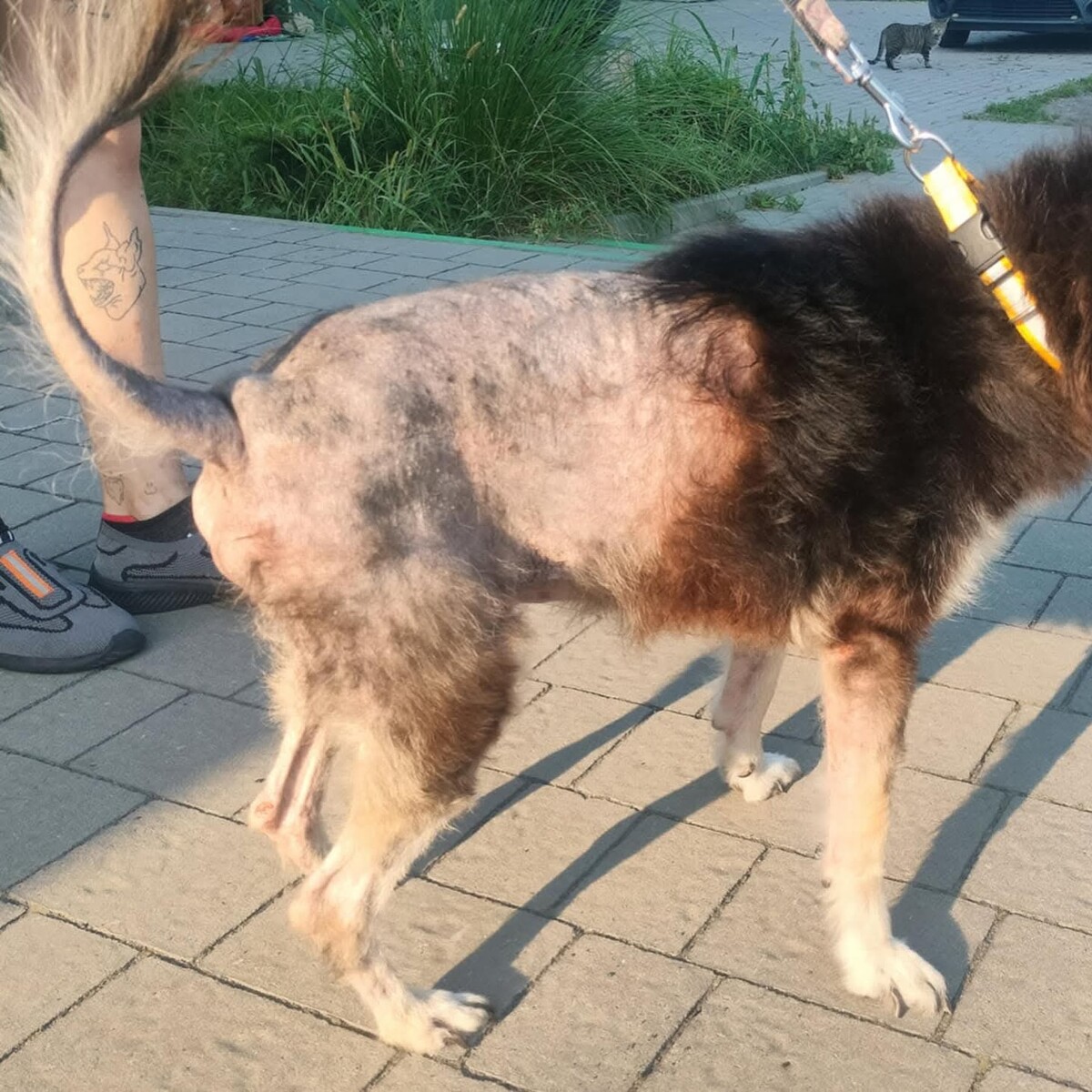 Psotek "Fauna". / fot. TOZ Fauna