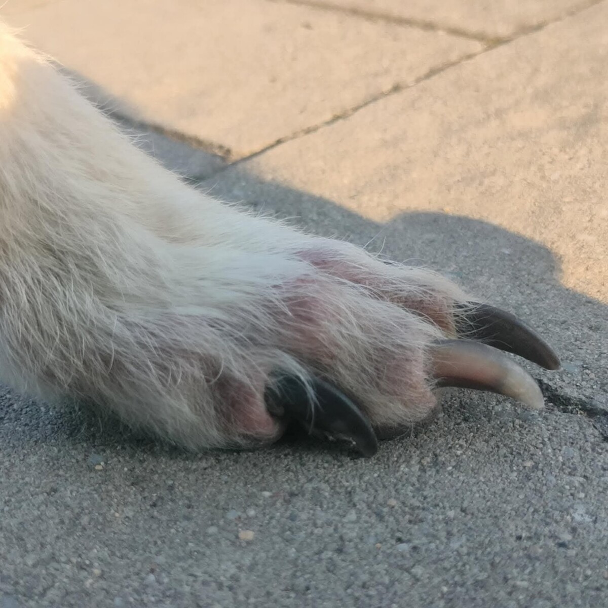 Psotek "Fauna". / fot. TOZ Fauna