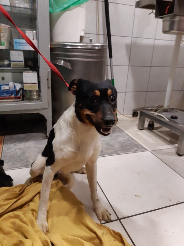 Dwa tygodnie temu informowaliśmy o 28 psach, które trafiły do schroniska prowadzonego przez Towarzystwo Opieki nad Zwierzętami "Fauna" w Rudzie Śląskiej po interwencji tutejszej straży miejskiej. Większość z nich niechętnie opuszcza budę i jest mocno przestraszona. Schronisko prosi o pomoc.