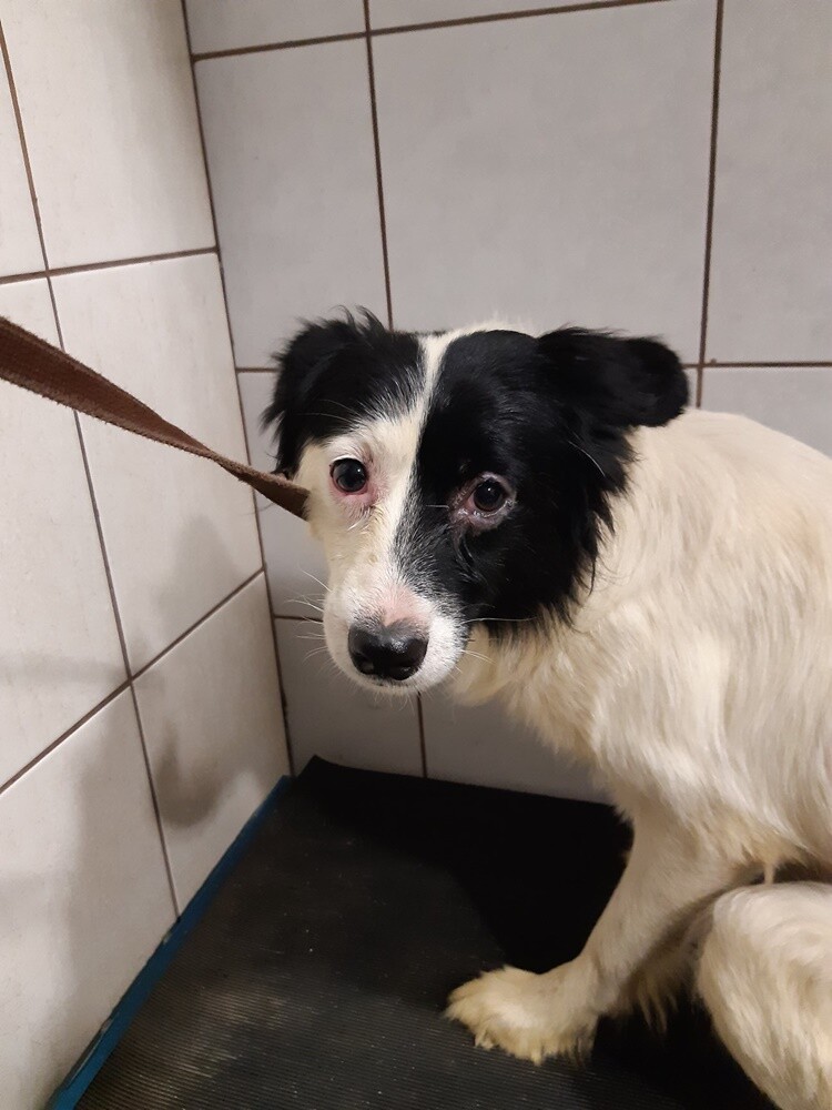 Dwa tygodnie temu informowaliśmy o 28 psach, które trafiły do schroniska prowadzonego przez Towarzystwo Opieki nad Zwierzętami "Fauna" w Rudzie Śląskiej po interwencji tutejszej straży miejskiej. Większość z nich niechętnie opuszcza budę i jest mocno przestraszona. Schronisko prosi o pomoc.