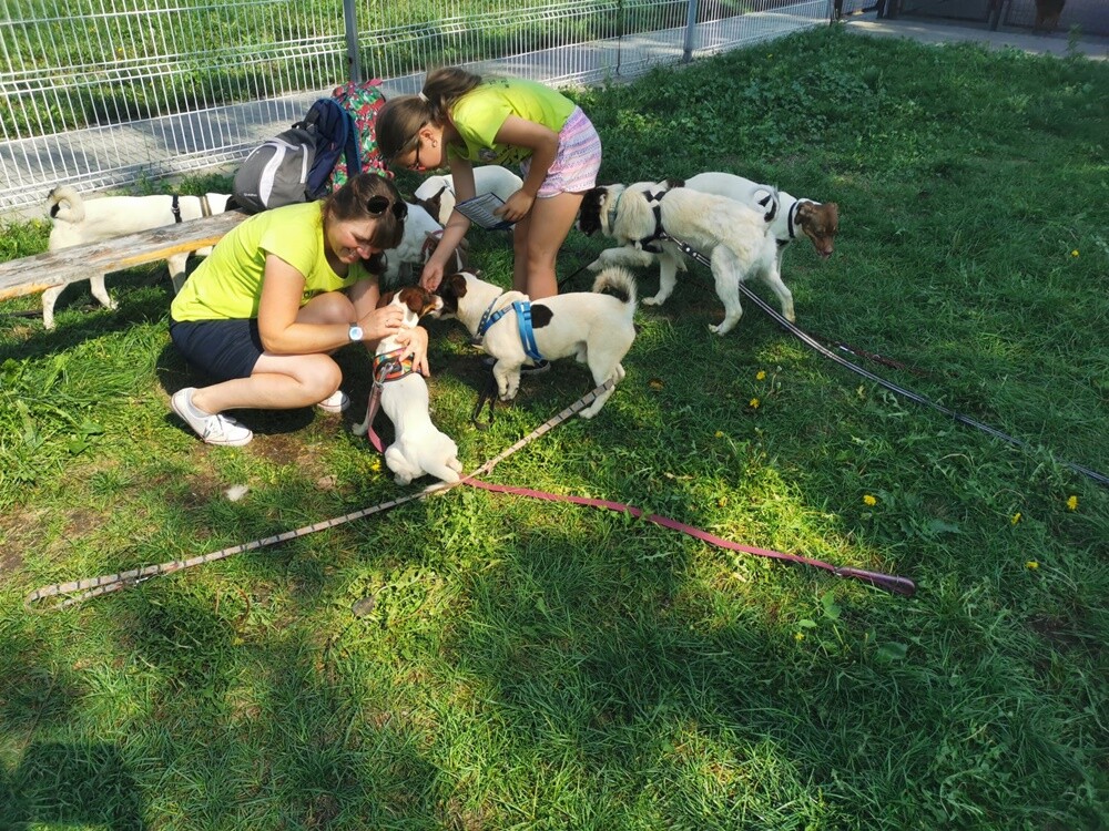 Dwa tygodnie temu informowaliśmy o 28 psach, które trafiły do schroniska prowadzonego przez Towarzystwo Opieki nad Zwierzętami "Fauna" w Rudzie Śląskiej po interwencji tutejszej straży miejskiej. Większość z nich niechętnie opuszcza budę i jest mocno przestraszona. Schronisko prosi o pomoc.