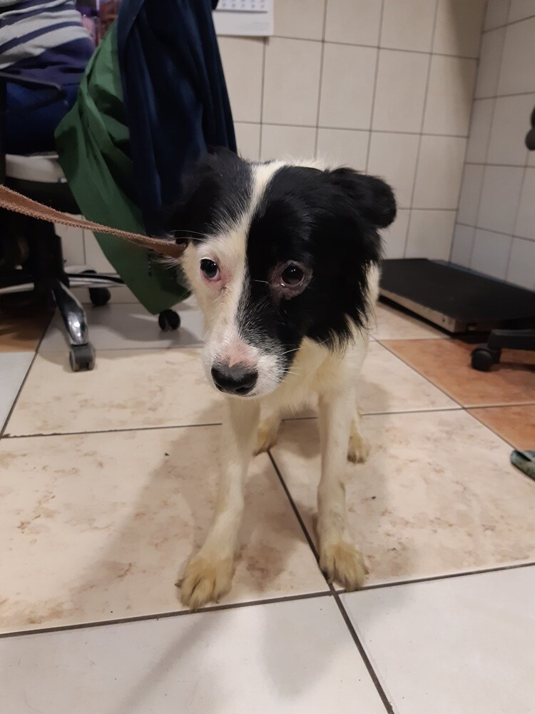 Dwa tygodnie temu informowaliśmy o 28 psach, które trafiły do schroniska prowadzonego przez Towarzystwo Opieki nad Zwierzętami "Fauna" w Rudzie Śląskiej po interwencji tutejszej straży miejskiej. Większość z nich niechętnie opuszcza budę i jest mocno przestraszona. Schronisko prosi o pomoc.