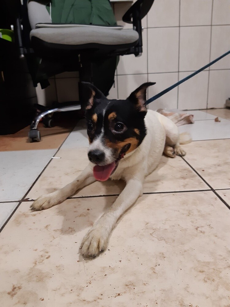 Dwa tygodnie temu informowaliśmy o 28 psach, które trafiły do schroniska prowadzonego przez Towarzystwo Opieki nad Zwierzętami "Fauna" w Rudzie Śląskiej po interwencji tutejszej straży miejskiej. Większość z nich niechętnie opuszcza budę i jest mocno przestraszona. Schronisko prosi o pomoc.