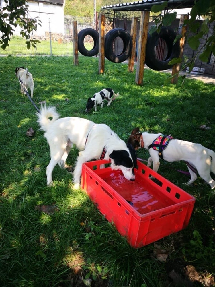 Dwa tygodnie temu informowaliśmy o 28 psach, które trafiły do schroniska prowadzonego przez Towarzystwo Opieki nad Zwierzętami "Fauna" w Rudzie Śląskiej po interwencji tutejszej straży miejskiej. Większość z nich niechętnie opuszcza budę i jest mocno przestraszona. Schronisko prosi o pomoc.