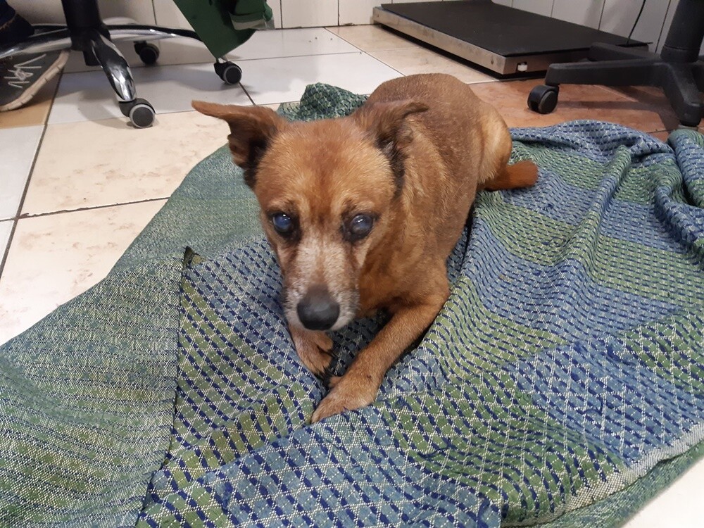 Dwa tygodnie temu informowaliśmy o 28 psach, które trafiły do schroniska prowadzonego przez Towarzystwo Opieki nad Zwierzętami "Fauna" w Rudzie Śląskiej po interwencji tutejszej straży miejskiej. Większość z nich niechętnie opuszcza budę i jest mocno przestraszona. Schronisko prosi o pomoc.