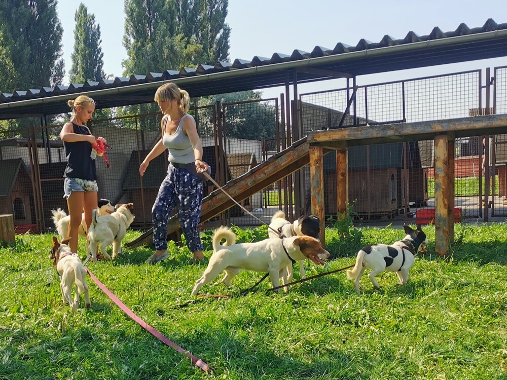 Dwa tygodnie temu informowaliśmy o 28 psach, które trafiły do schroniska prowadzonego przez Towarzystwo Opieki nad Zwierzętami "Fauna" w Rudzie Śląskiej po interwencji tutejszej straży miejskiej. Większość z nich niechętnie opuszcza budę i jest mocno przestraszona. Schronisko prosi o pomoc.