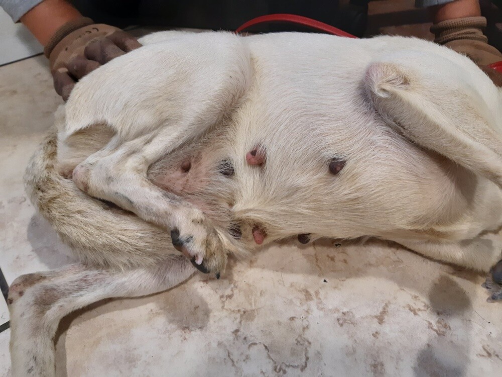 Dwa tygodnie temu informowaliśmy o 28 psach, które trafiły do schroniska prowadzonego przez Towarzystwo Opieki nad Zwierzętami "Fauna" w Rudzie Śląskiej po interwencji tutejszej straży miejskiej. Większość z nich niechętnie opuszcza budę i jest mocno przestraszona. Schronisko prosi o pomoc.