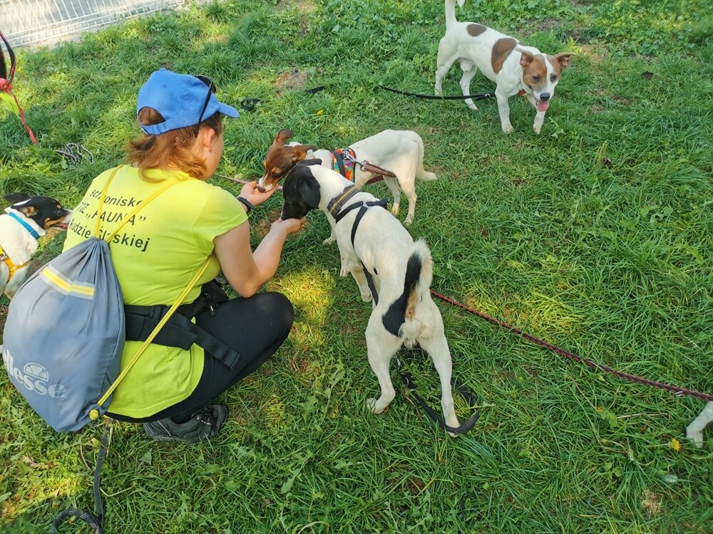 Dwa tygodnie temu informowaliśmy o 28 psach, które trafiły do schroniska prowadzonego przez Towarzystwo Opieki nad Zwierzętami "Fauna" w Rudzie Śląskiej po interwencji tutejszej straży miejskiej. Większość z nich niechętnie opuszcza budę i jest mocno przestraszona. Schronisko prosi o pomoc.