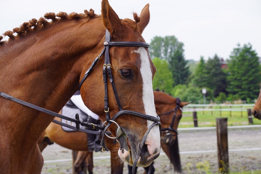 Sportowy Klub Jeździecki OMEGA w Rudzie Śląskiej zorganizował dzisiaj kolejną wiosenną edycję zawodów jeździeckich Puchar Omegi.