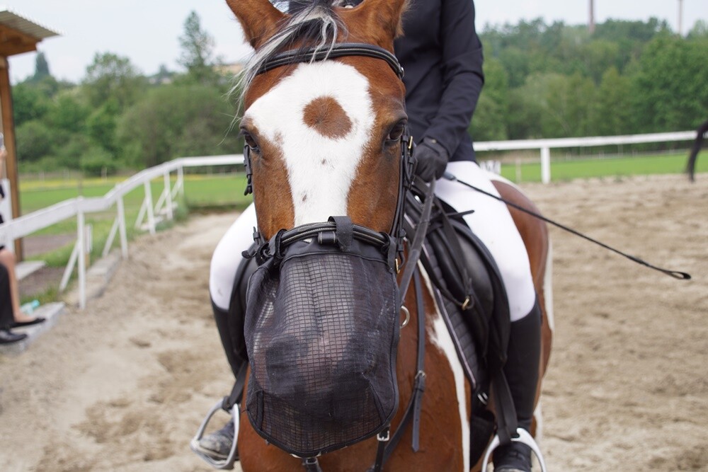 Sportowy Klub Jeździecki OMEGA w Rudzie Śląskiej zorganizował dzisiaj kolejną wiosenną edycję zawodów jeździeckich Puchar Omegi.