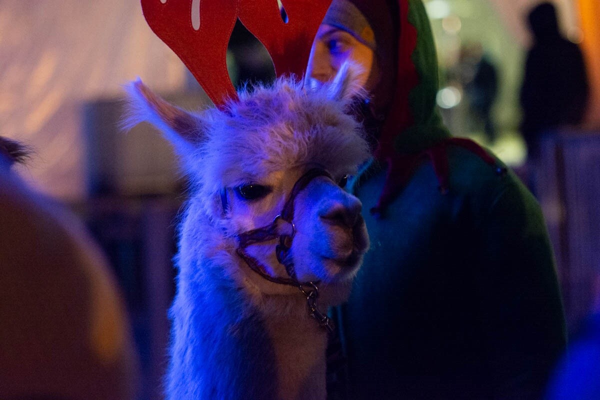 Świąteczna atmosfera w sercu Rudy Śląskiej – Jarmark Świąteczny przyciąga tłumy/ fot. Marek i Krzysztof Faber