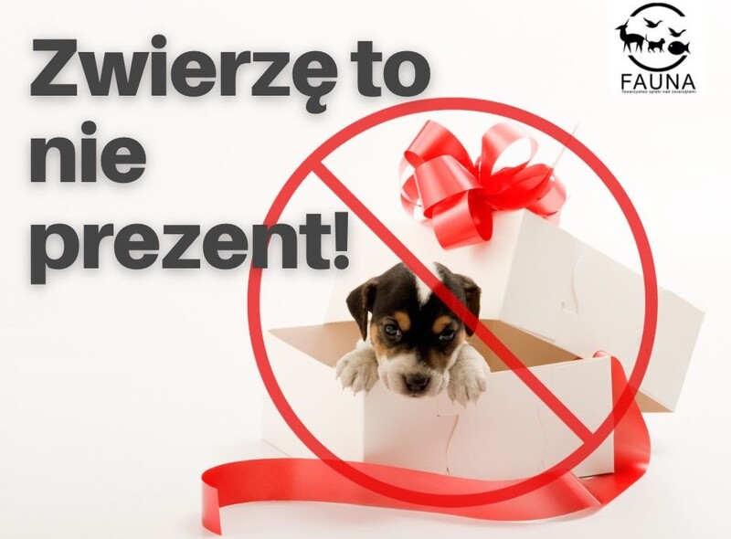 Rudzkie schronisko dla bezdomnych zwierząt wstrzymuje adopcje. Sprawdźcie dlaczego