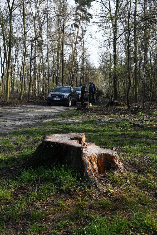 W sobotę, 15 kwietnia, w Rudzie Śląskiej- Halembie zorganizowano akcję „Posadź drzewko z Nadleśnictwem Katowice”. W rejonie halembskiej „Polany” przy ul. Konstantego Ildefonsa Gałczyńskiego posadzono aż 850 sadzonek. Zobaczcie, jak przebiegała akcja!