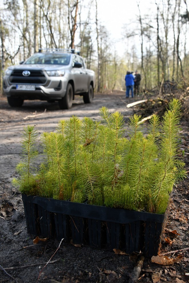 W sobotę, 15 kwietnia, w Rudzie Śląskiej- Halembie zorganizowano akcję „Posadź drzewko z Nadleśnictwem Katowice”. W rejonie halembskiej „Polany” przy ul. Konstantego Ildefonsa Gałczyńskiego posadzono aż 850 sadzonek. Zobaczcie, jak przebiegała akcja!