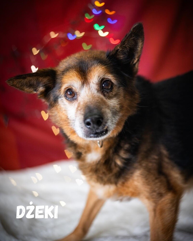 Schroniskowe zwierzaki polecają się do adopcji. / fot. Katarzyna Łukaszewska