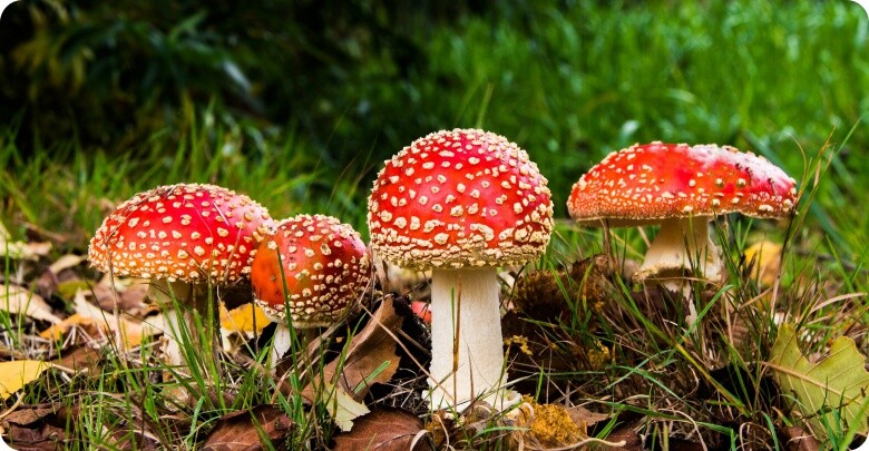 Sezon na grzyby rozpoczęty! Potrafisz rozpoznać grzyby trujące?