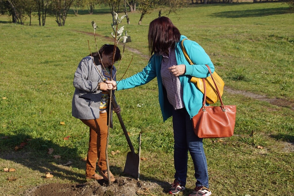 Wczoraj z inicjatywy rudzkich seniorów w Bykowinie,na terenach zielonych przy ul. Wilka i Zgrzebnioka, zasadzono dzisiaj sto drzew! Członkowie Dyskusyjnego Klubu Seniora zainicjowali akcję "Sto drzewek na stulecie odzyskania niepodległości w Polsce", włączając się w ten sposób, w trwające w całym kraju uroczystości.
