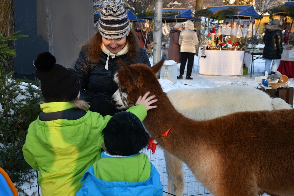 Spotkanie przy Kochłowickim Wigilijnym Stole, Wioska Mikołaja, alpaki i ubieranie choinki - za nami "Świąteczne Kochłowice". Przez cały weekend na mieszkańców Kochłowic czekała masa świątecznych atrakcji! 

fot. Jacek Knapik