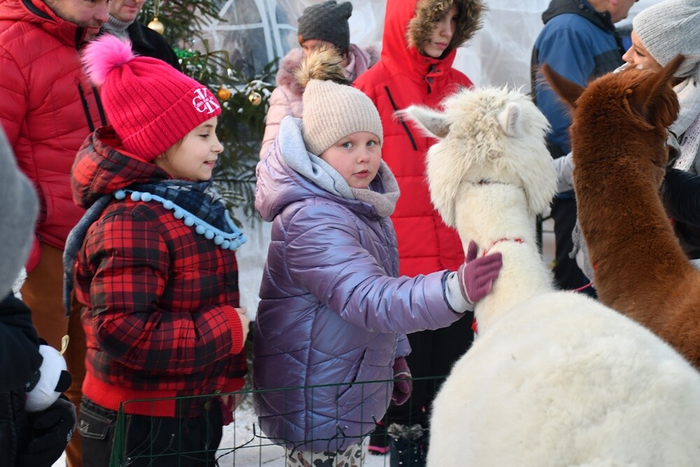 Spotkanie przy Kochłowickim Wigilijnym Stole, Wioska Mikołaja, alpaki i ubieranie choinki - za nami "Świąteczne Kochłowice". Przez cały weekend na mieszkańców Kochłowic czekała masa świątecznych atrakcji! 

fot. Jacek Knapik