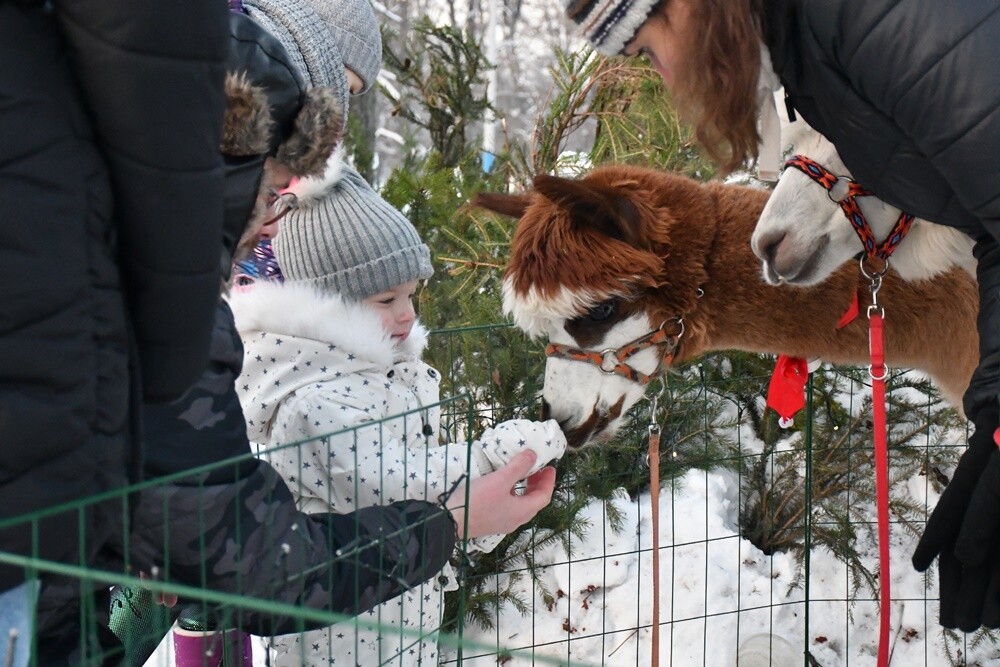 Spotkanie przy Kochłowickim Wigilijnym Stole, Wioska Mikołaja, alpaki i ubieranie choinki - za nami "Świąteczne Kochłowice". Przez cały weekend na mieszkańców Kochłowic czekała masa świątecznych atrakcji! 

fot. Jacek Knapik