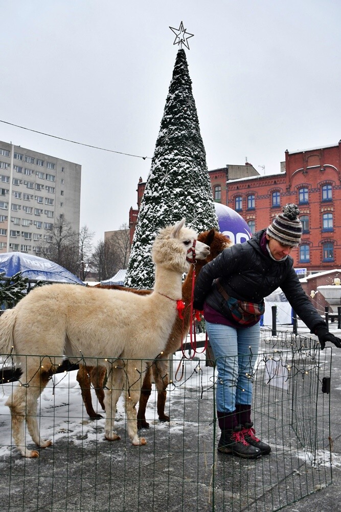 Wawel Truck i Świąteczny Konwój Radia Zet w Rudzie Śląskiej. / fot. Jacek Knapik