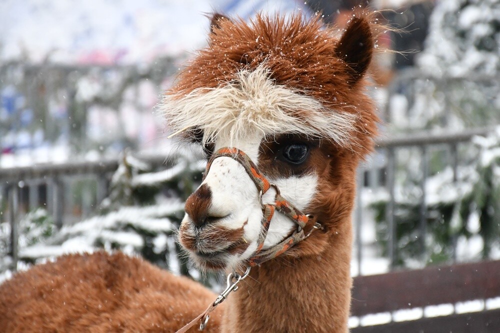 Wawel Truck i Świąteczny Konwój Radia Zet w Rudzie Śląskiej. / fot. Jacek Knapik
