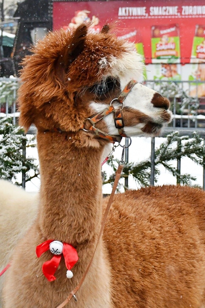 Wawel Truck i Świąteczny Konwój Radia Zet w Rudzie Śląskiej. / fot. Jacek Knapik