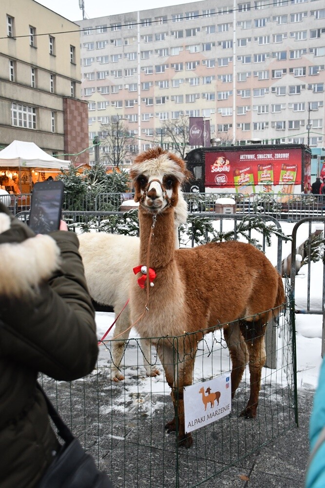 Wawel Truck i Świąteczny Konwój Radia Zet w Rudzie Śląskiej. / fot. Jacek Knapik