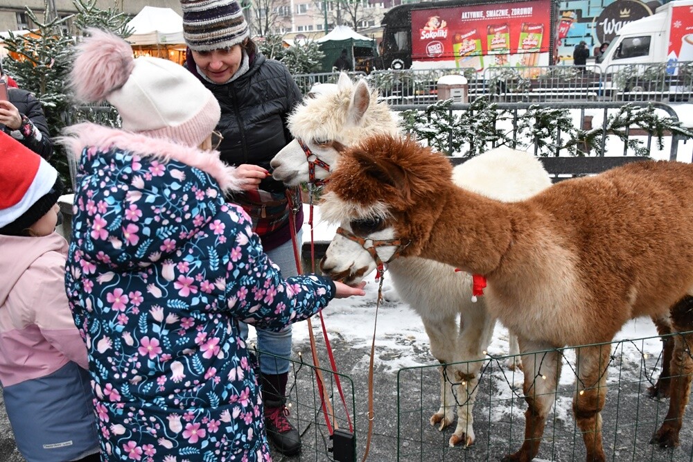 Wawel Truck i Świąteczny Konwój Radia Zet w Rudzie Śląskiej. / fot. Jacek Knapik