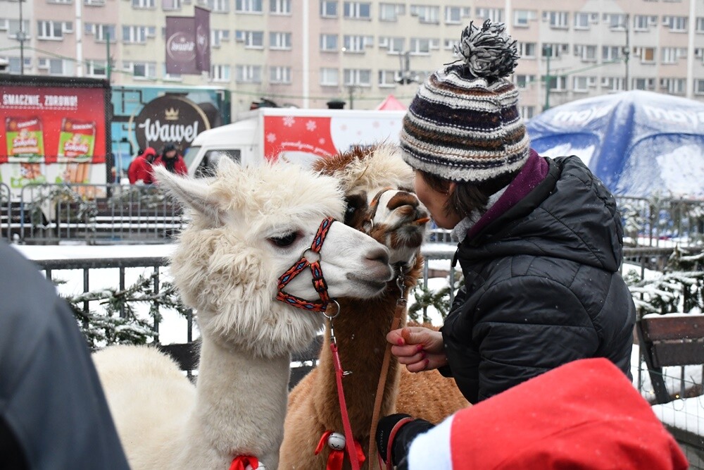 Wawel Truck i Świąteczny Konwój Radia Zet w Rudzie Śląskiej. / fot. Jacek Knapik