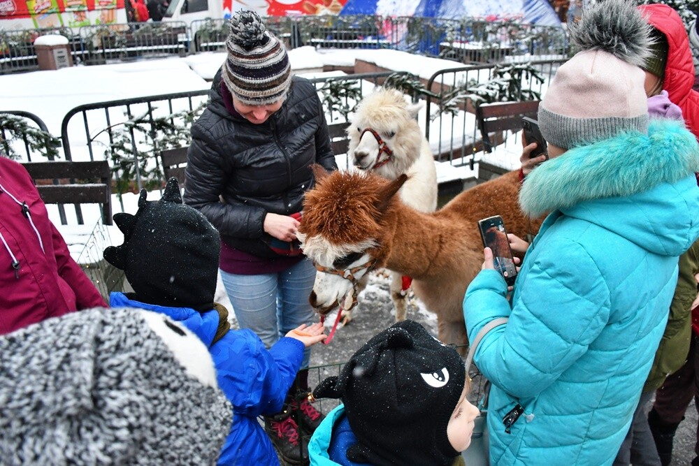 Wawel Truck i Świąteczny Konwój Radia Zet w Rudzie Śląskiej. / fot. Jacek Knapik