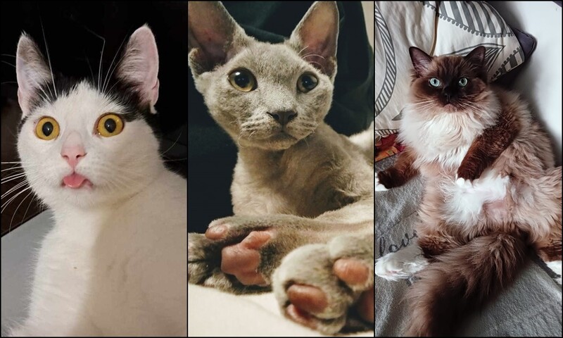 Światowy Dzień Kota 2024. Pokazaliście swoje mruczki!