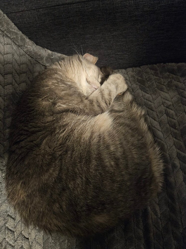 Światowy Dzień Kota. / fot. Czytelnicy