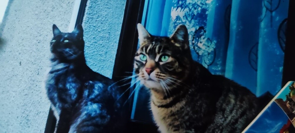 Światowy Dzień Kota. / fot. Czytelnicy