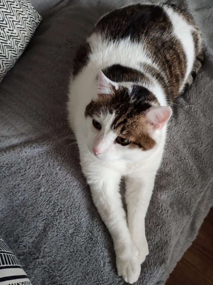 Światowy Dzień Kota. / fot. Czytelnicy