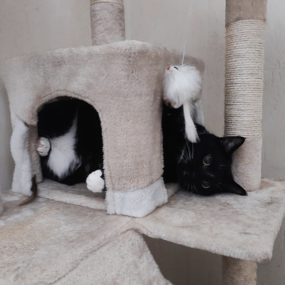 Światowy Dzień Kota. / fot. Czytelnicy